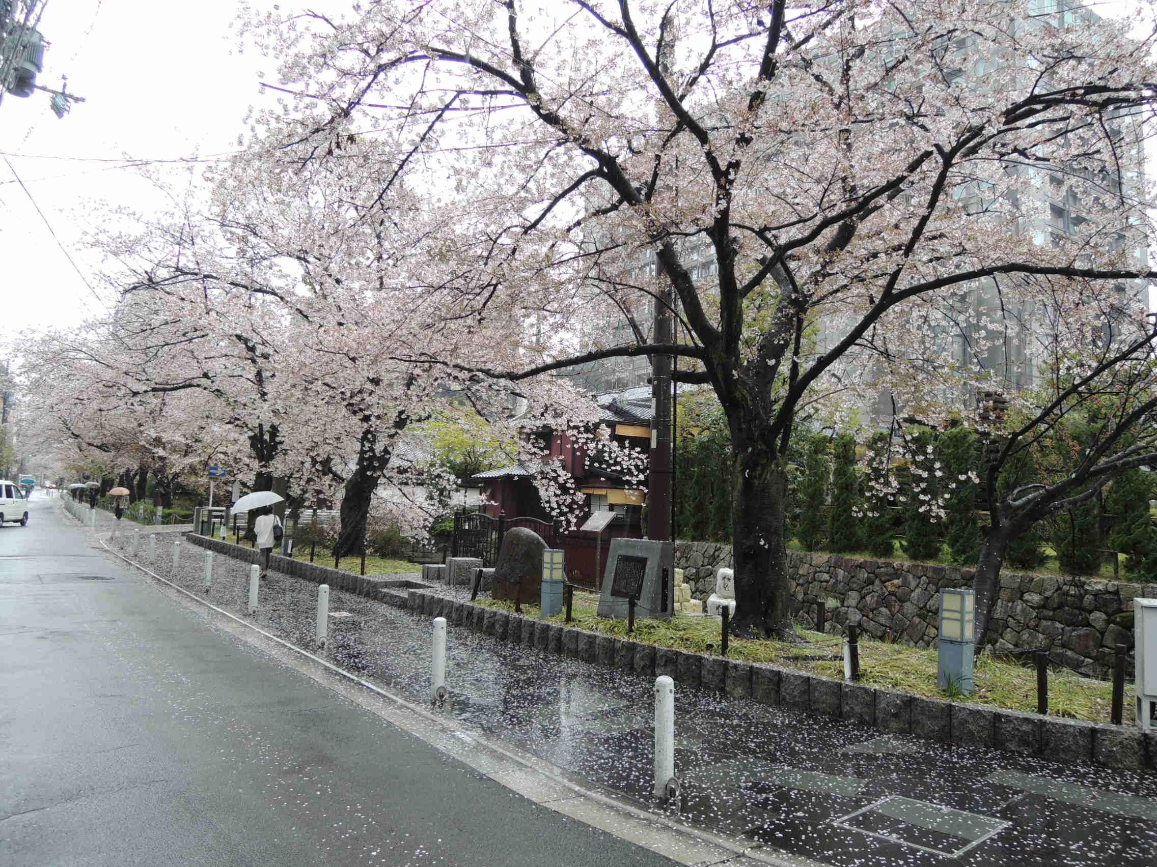 花散らしの雨 京都 三条 ちきりや お茶通販 創業安政元年